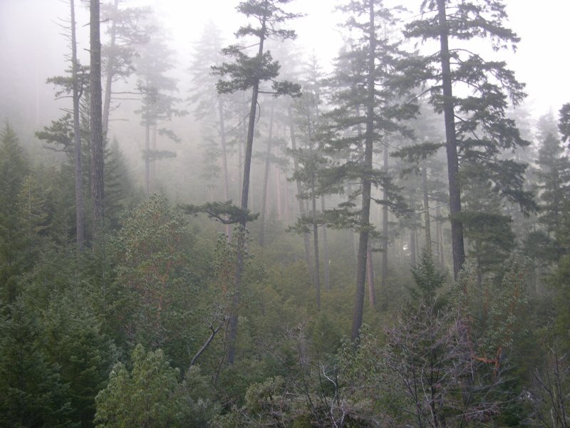 http://www.idiggold2.com/claims/images/Paradise_mine/Old_forest.JPG